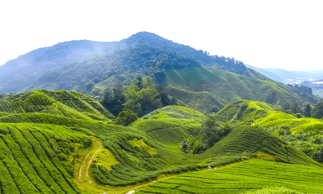 The rolling hills and tea plantations of Cameron Highlands, Malaysia